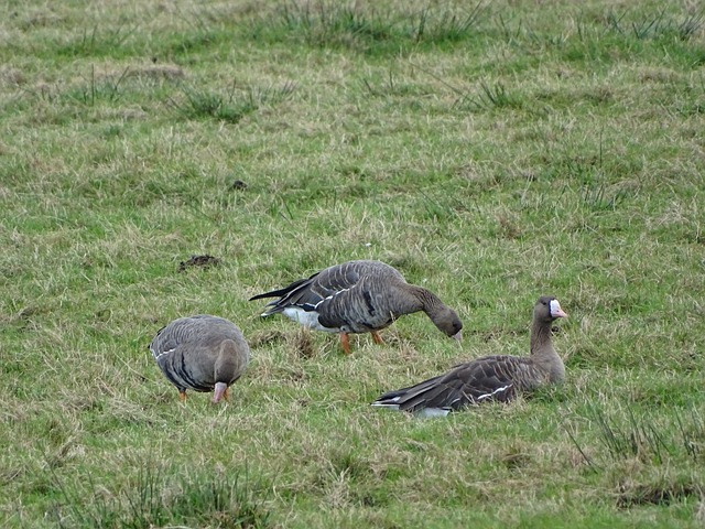 球隊難以應 球隊難以應
